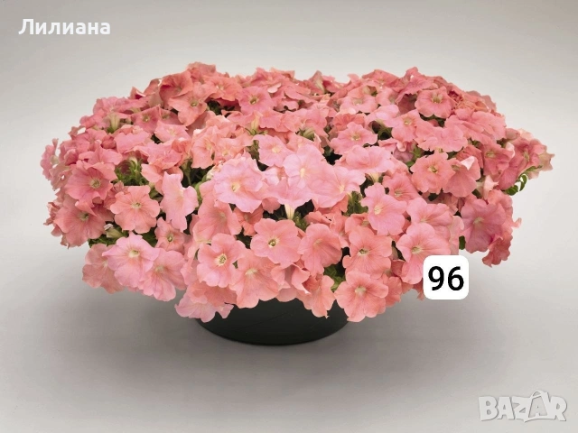 Петуния. Цветя за саксии и градина, снимка 6 - Разсади - 54640925
