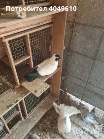 женска монахиня, снимка 2 - Гълъби - 54274911