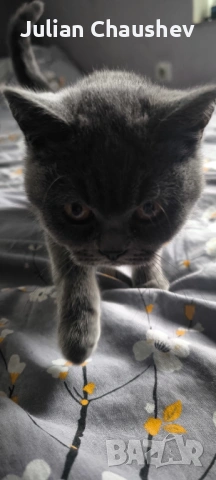 Британска Късокосместа , снимка 2 - Британска късокосместа - 54013010