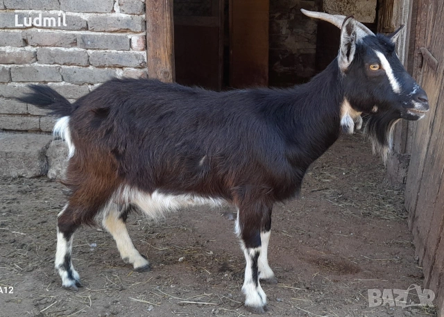Продавам Камерунски яренца и козички, снимка 5 - Други животни - 54317447