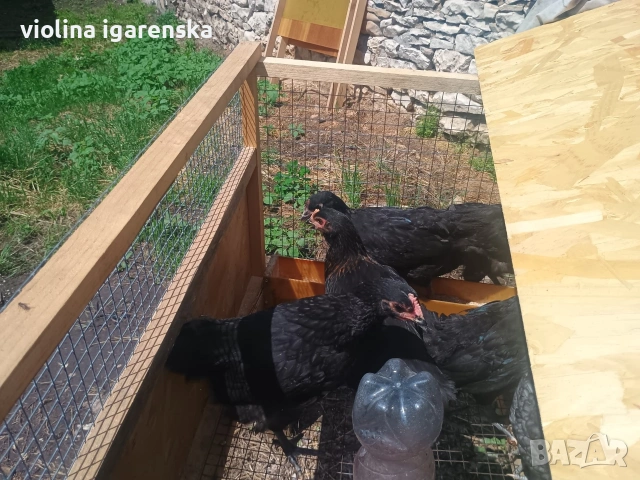 пилета аустралорп 8 евро , снимка 3 - Кокошки и пуйки - 54261403