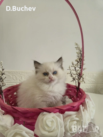 Ragdoll Cats / Регдол Котенца , снимка 16 - Други - 54549671