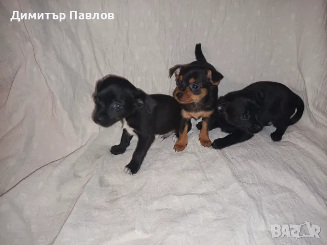 Пинчер кученце    ..., снимка 2 - Пинчер - 55477438