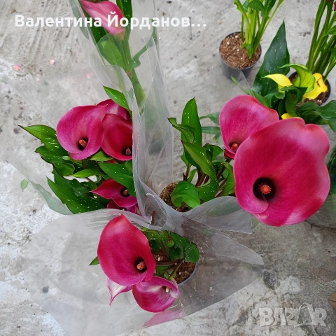 кала три цвята , снимка 4 - Градински цветя и растения - 54250718