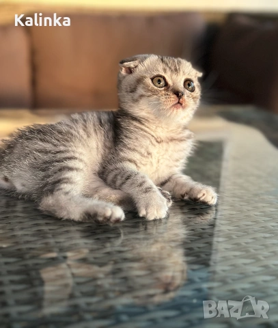 Мъжко шотландско клепоухо сребърно котенце , снимка 5 - Други - 55096948