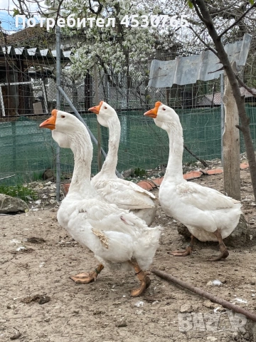 Холмогорски Гъски