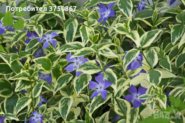 🌿💜🌿 Vinca major 'Variegata' (Пъстролистна голяма зеленика), снимка 2 - Градински цветя и растения - 55427434