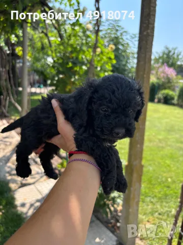 Кавапу & Cavapoo, снимка 6 - Други - 55655627