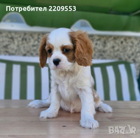 Кавалер Кинг Чарлз Шпаньол, снимка 2 - Кавалер кинг чарлз шпаньол - 54500038
