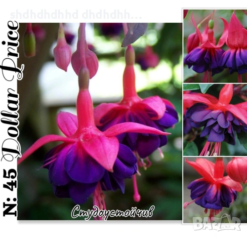 Фуксия студоустойчива градинска и Каскадна едроцветна фуксия , снимка 7 - Градински цветя и растения - 54231805