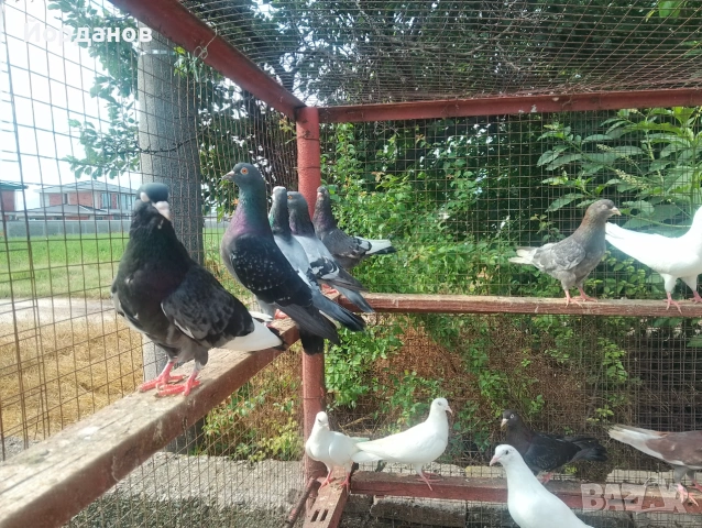 Продавам пазарджишки гълъби, снимка 10 - Гълъби - 54780576