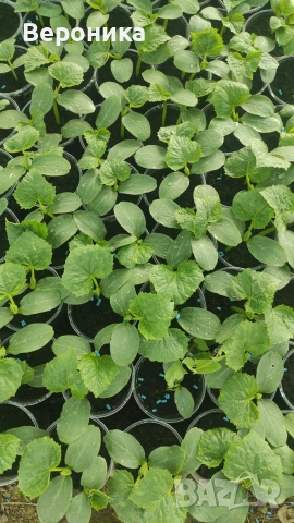 Предлагаме разсад красивици