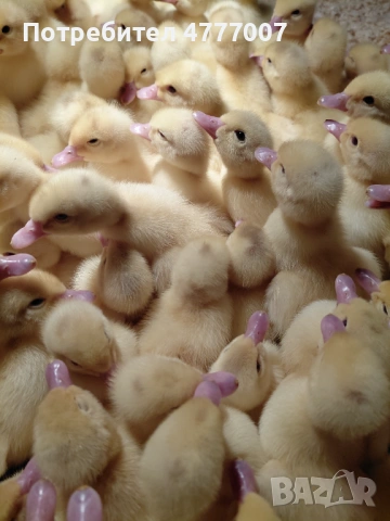 Еднодневни патета Мюлари , снимка 2 - Патици и гъски - 53968221