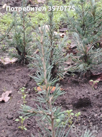 Атласки кедър