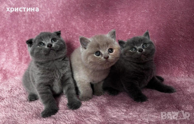 Британски късокосмести котета , снимка 5 - Британска късокосместа - 54082265