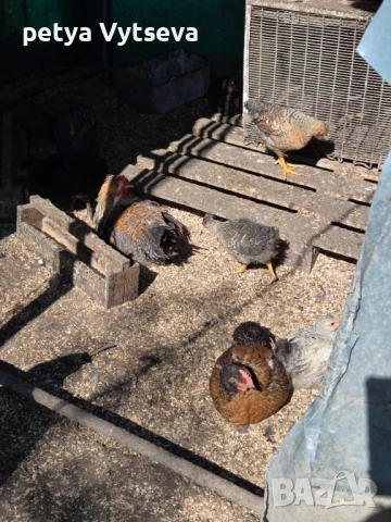 Продавам ярки и пилета, снимка 7 - Кокошки и пуйки - 54312704