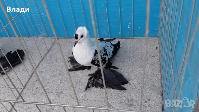 Нюрнбергски чайки