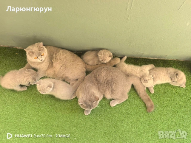 британски късокосмести Лилави 