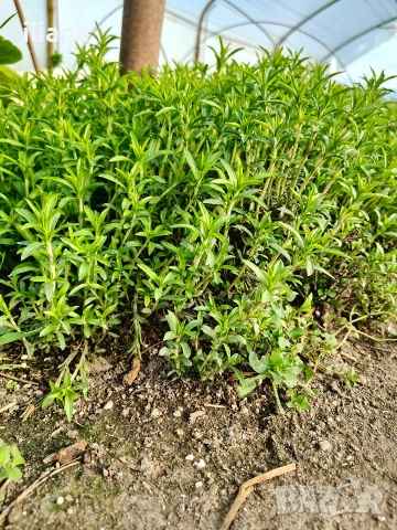 Продавам различни видове цветя, снимка 12 - Градински цветя и растения - 54170180