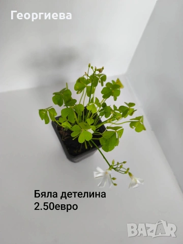 градински растения , снимка 12 - Сортови семена и луковици - 54944668