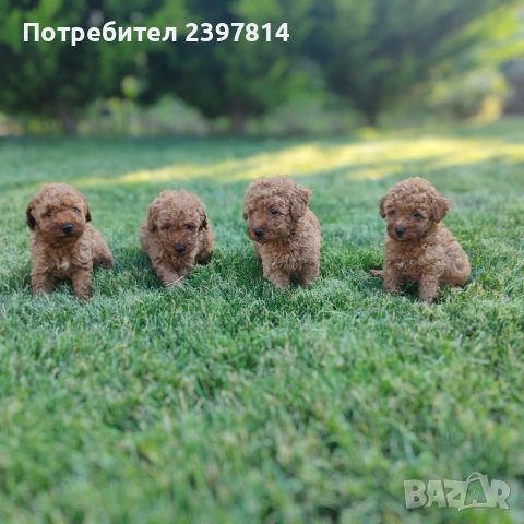 Пудел  Той/Мини, снимка 6 - Пудели - 55138246