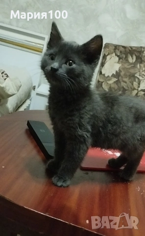 Котката Сиво женски