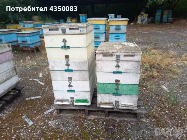 Кошери с пчелни семейства, снимка 2 - Други животни - 55333296