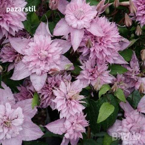 КЛЕМАТИСИ , снимка 5 - Градински цветя и растения - 54105054