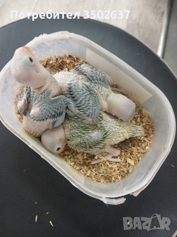 Малък александър, снимка 2 - Папагали - 54178530