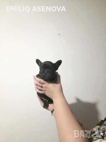 Френски Булфог, снимка 4 - Френски булдог - 54175204