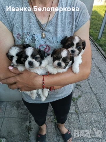 Продавам кученца ши тцу, снимка 8 - Ши Тцу - 54982955