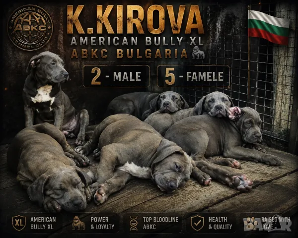 Amerikan bully Xl Американско були хл