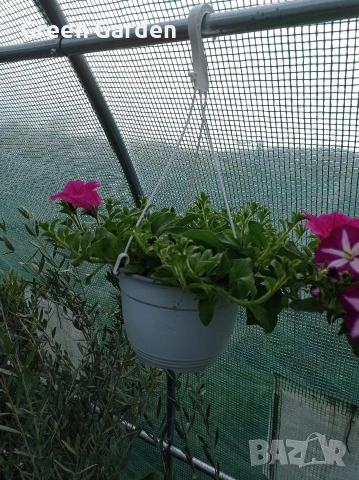 ТОП КАСКАДНИ ПЕТУНИИ, снимка 8 - Градински цветя и растения - 54128212