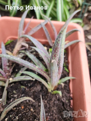 Мангаве , снимка 4 - Градински цветя и растения - 54164179