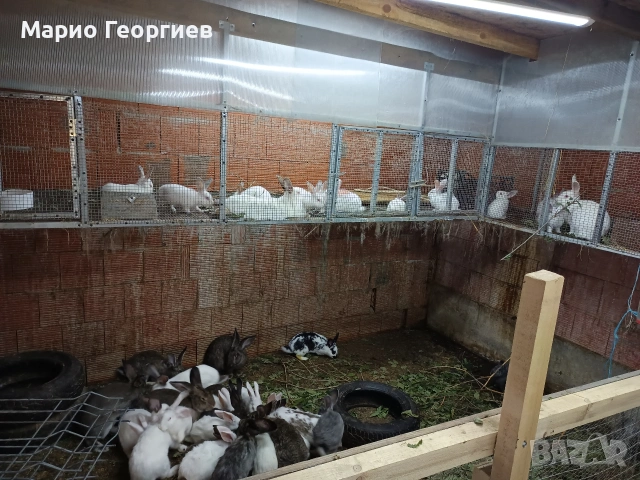 зайци на различни възрасти, снимка 2 - Други - 54918295