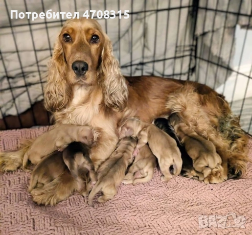 Кокер шпаньол карамел момченце ваксина, снимка 7 - Кокер шпаньол - 54236299