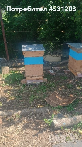 Силни семейства с нови кошери, снимка 2 - За пчели - 54929924