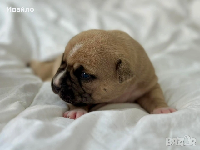 Американски Стафордширски Териер, снимка 11 - Американски стафордширски териер - 54329768