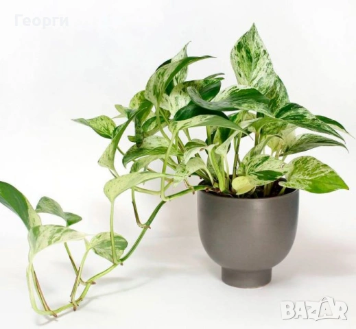 Продавам Сциндапсус – красива падаща зеленина