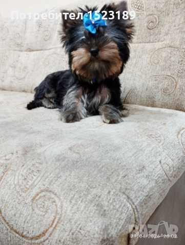 йорки, снимка 4 - Йоркширски териер - 54271278