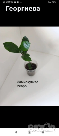 декоративно листни растения , снимка 4 - Стайни растения - 54615479