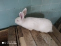 Заек цика, снимка 1