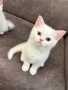 Британски късокосмести котенца, снимка 1