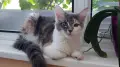 Женско коте Мейн кун, снимка 6