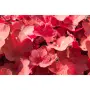 Heuchera Cinnamon Stick Хойхера Канелена пръчка, снимка 1