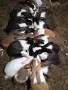 Продавам млади Холандски зайци по 20 евро, снимка 6