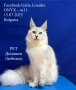Котенца Мейн Куун с родословие, снимка 1
