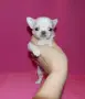 Мини чихуахуа.., снимка 6