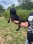 Свободни кученца Плотхаунд, снимка 12