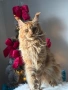 Мейн кун котенца / Мейн куун котенца / Maine coon kittens, снимка 4